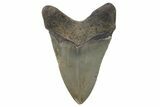 Serrated, Fossil Megalodon Tooth - North Carolina #221879-1